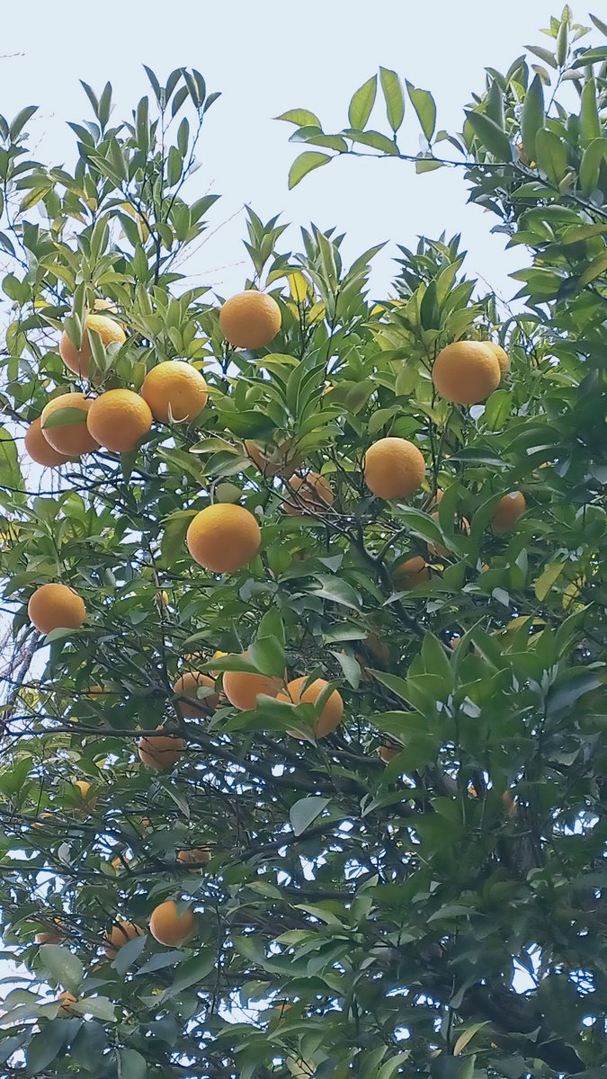 晩酌 銀紋からのお知らせ🏮
1月20日(火)から22日(木)まで
都合によりお休みをいただきます。
ご不便をおかけいたします🙇
