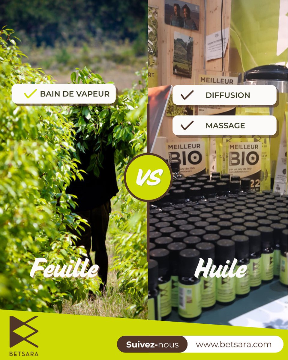 🍃 Feuille vs huile : la feuille peut être utilisée en bain de vapeur, l’huile en diffusion ou massage.
Connaître le bon usage évite les erreurs et optimise les bienfaits documentés.