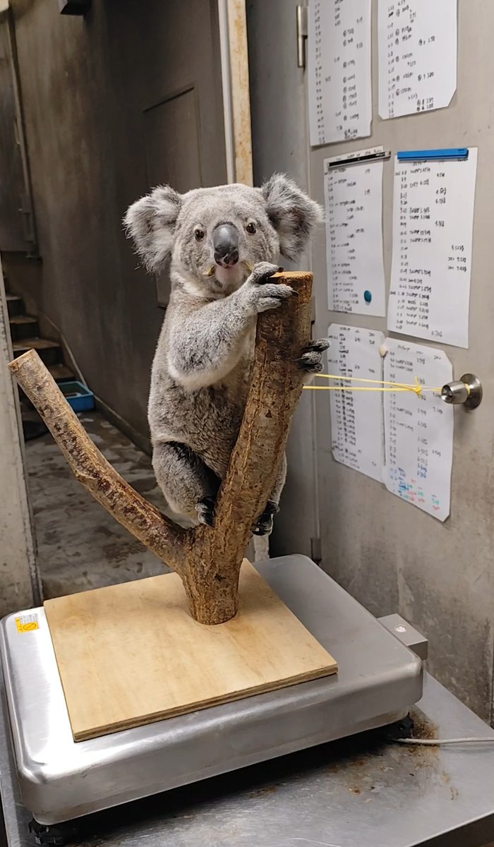 コアラ様ご確認用ページ☆ 体重4.7㎏だったポポロと共に、コアラについてのお知らせです🐨 2月3日