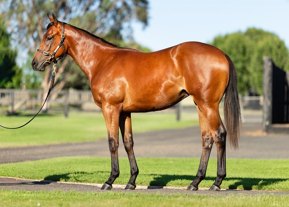 bruceaslade's tweet photo. From little things, big things grow 😀 

To cap off a great week of buying, I was extra pleased to see my breeding clients sell so well @mmsnippets 2026

🦄 @AllamBloodstock @AllamRacing sold 7/7 highlighted by Lot 455 the I Am Invincible filly for $1,000,000. Its was a special price for a filly that Peter & the team @SegenhoeGroup regard as one of the best they have ever prepared.

@RacingNocab @LiamBacon7 got their breeding investment off to the perfect start with Lot 740 making $650,000. She is a Justify filly with incredible strength - she was more warrior princess than princess @NewgateFarm 

Here are these two star fillies as foals, and then yearlings, in order as listed. They were both highly rated all the way through, something to keep in mind if you breed 📸