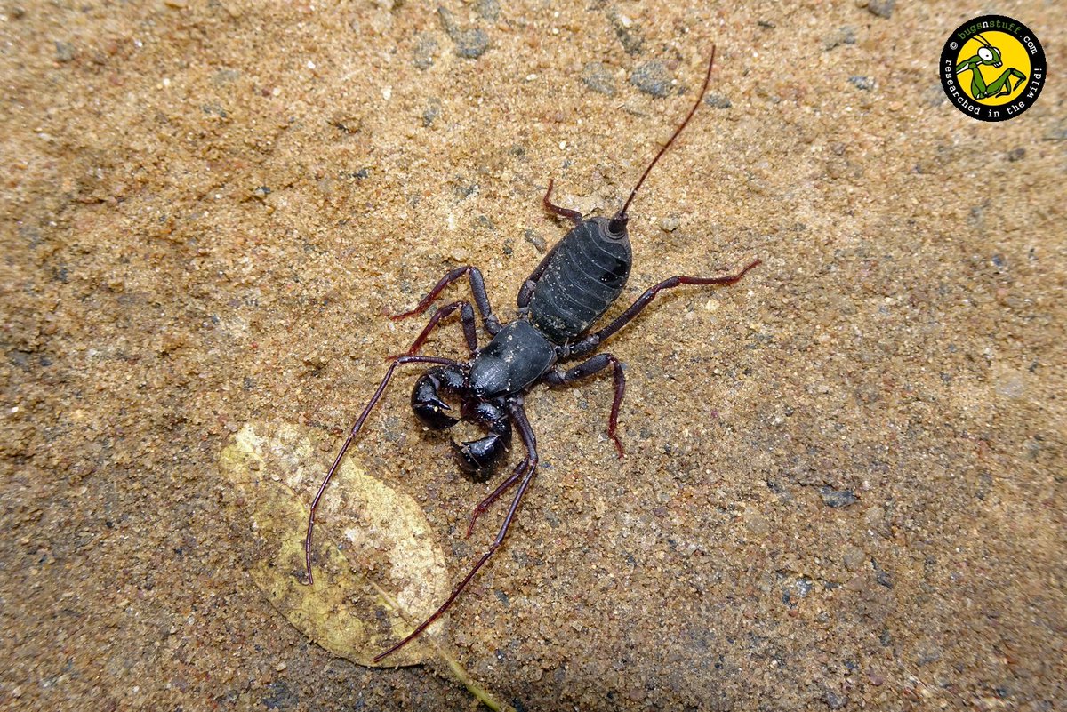 bugsnstuff.com tweet media