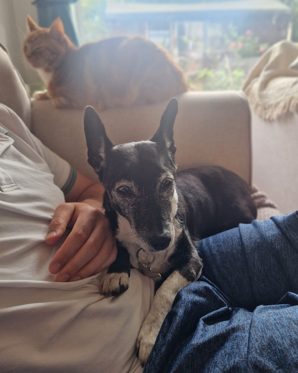 DT_Leeds's tweet photo. PUPdate! βΌ
Paige, who you will have seen on #PeteWicks: #ForDogsSake last night has been living her best life since being adopted. β€
Leave her some love in the comments... π
#DogsTrustLeeds #GoodNews #FeelGood @dogstrust https://t.co/VPvX0NLm41