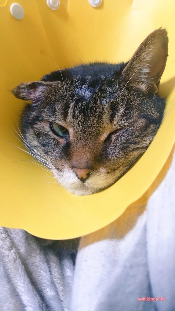 年末から耳血腫の治療中。
家でも処置しながら結局メス切開になってカラー生活になり最近ちょっとだけそれも落ち着き…
ほんとがんばってるよお前すごいよ。
よく耐えてる。早くくっつくといいな。