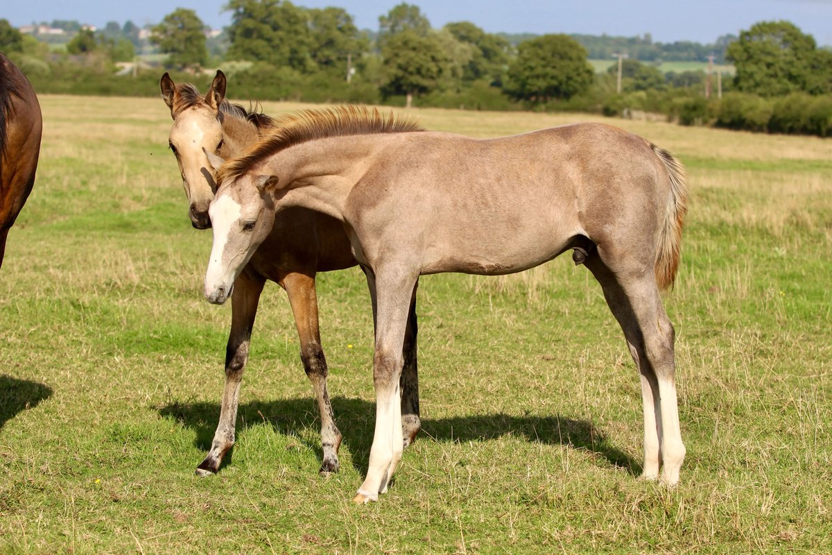 grooms_list's tweet image. JL141037 Merseyside – Junior Stud Groom required for Competition Stud 

*Single accommodation *5 day week *IRO £25k pa *Pets possible *Career opportunity
thegroomslist.co.uk/equine-jobs/14… 

#jobsinmerseyside #studwork #careersinbreedinghorses #thegroomslist #careeropportunity