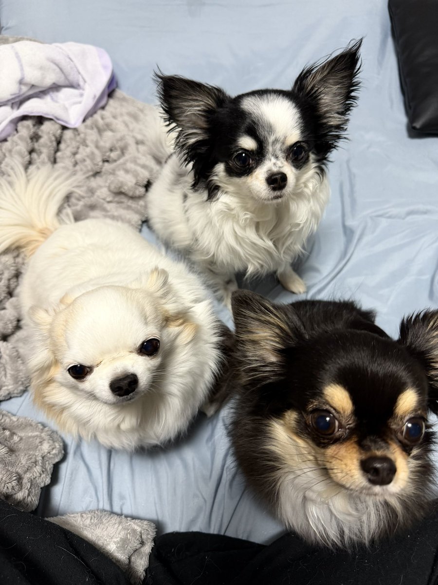 ume_hane_mari's tweet image. 1匹が撫でられてると私も私もと集まってくる
手が3本あればいいのに😢