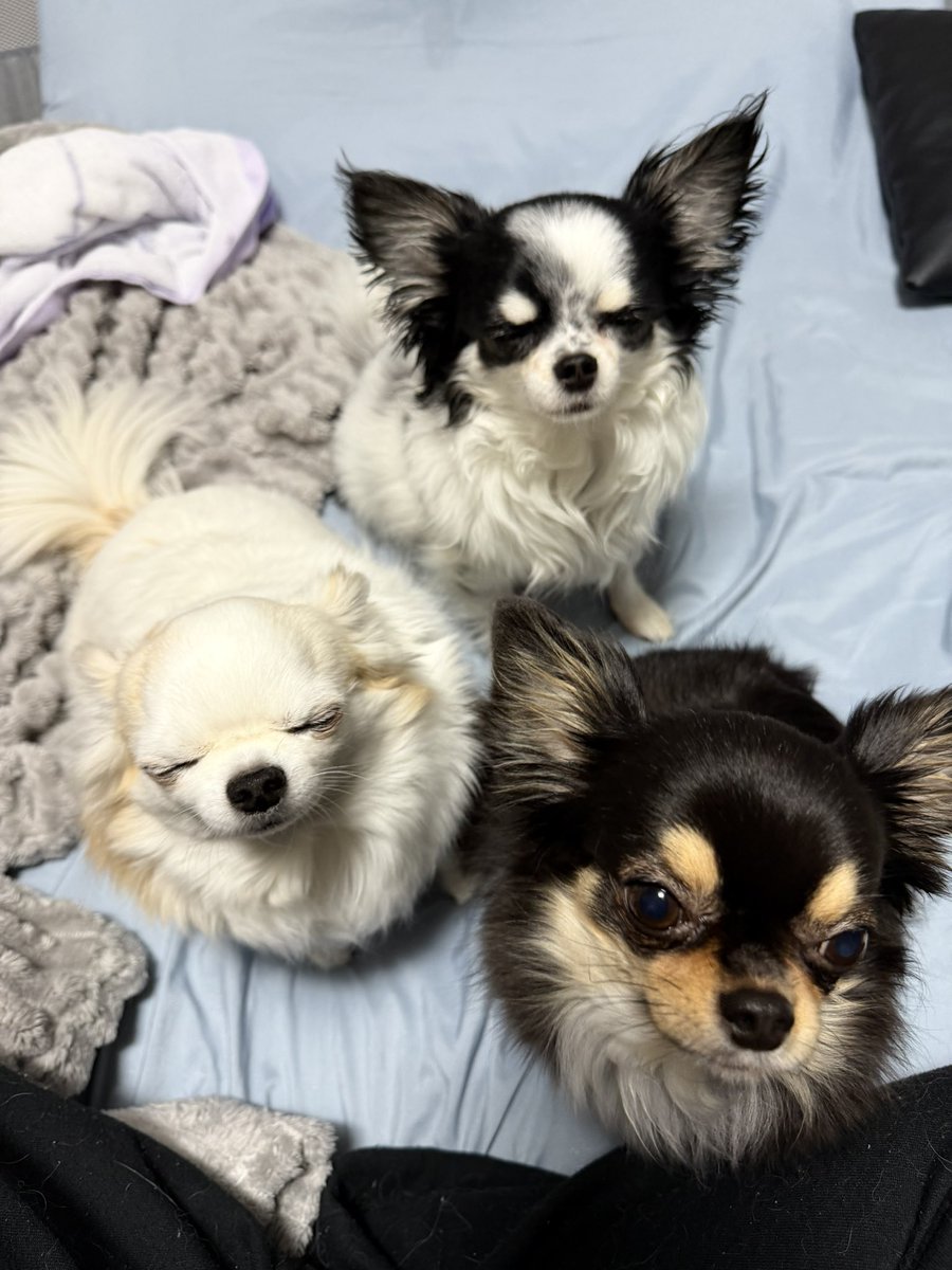 ume_hane_mari's tweet image. 1匹が撫でられてると私も私もと集まってくる
手が3本あればいいのに😢