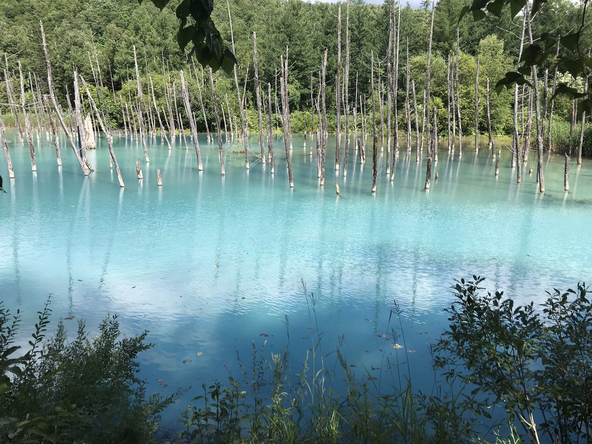 highcollar_tool's tweet image. 北海道のなんか綺麗な池行った時の写真が出てきた