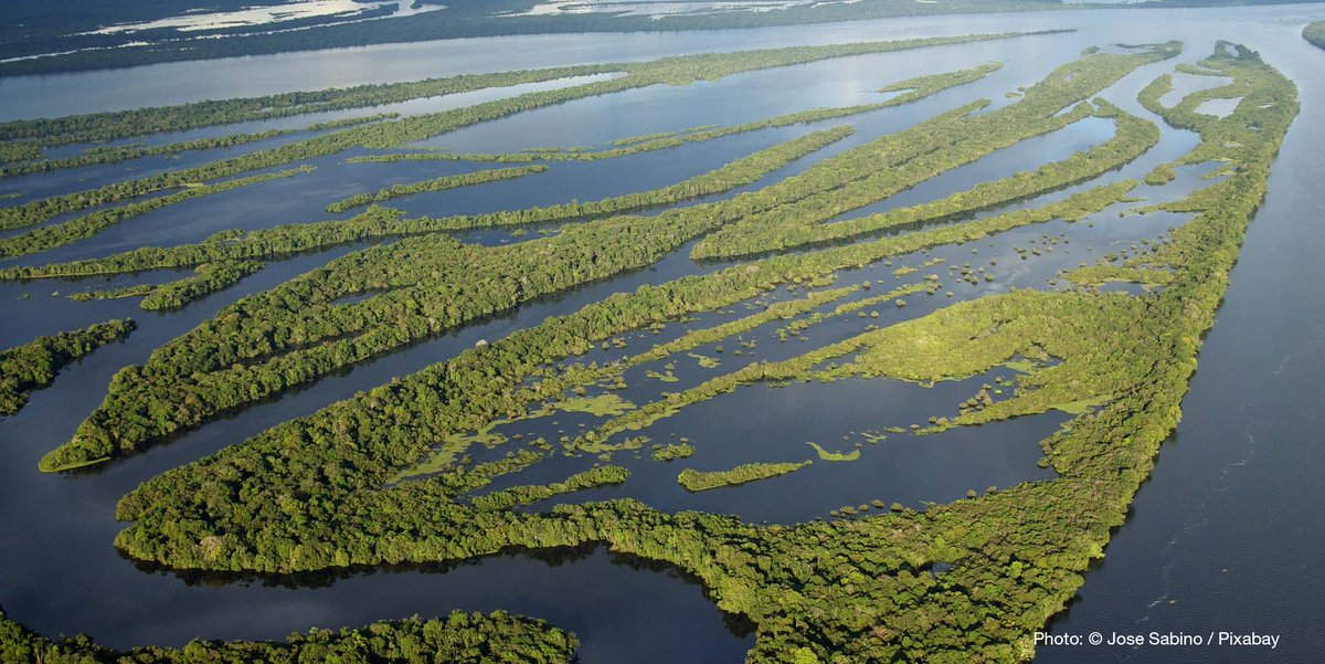 Wetlands are disappearing three times faster than forests.

Learn why we need to save these vital ecosystems. ow.ly/AYFm50xCTyP
 <a href="/IUCN_Water/">IUCN Water and Land Management Team</a> #Wetlands