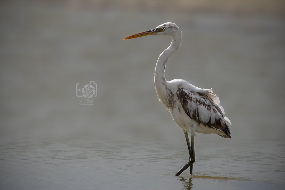 ☘️ الاسم العربي: بلشون الصخر / بلشون الشعاب الغربي
☘️ الاسم الإنجليزي: Western Reef Heron
☘️ الاسم العلمي: Egretta gularis
-------------
instagram.com/p/DTtB9UojLyQ/…