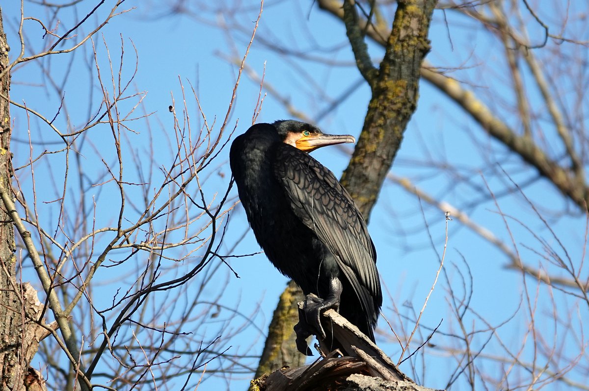 Teilhabe_4_all's tweet image. Guten Morgen mit einem #Kormoran von der #Wuhle. 

#Winter #Stadtnatur