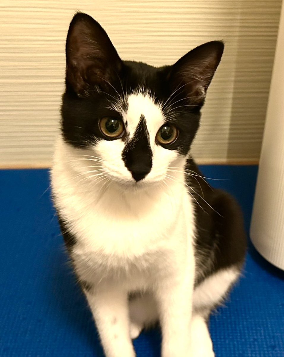 subeneko5656's tweet photo. #拡散希望 

保護猫譲渡会

ぜひ来てください🐾

1月25日（日）
午後1時30分～3時30分
緑生涯学習センター
名古屋市緑区鳴海町本町54
名鉄名古屋本線鳴海駅
下車徒歩5分
※Pあり（1回300円）
周辺コインパーキングあり

かわいいねこちゃんがお待ちしております🐾

#愛知県名古屋市
#保護猫譲渡会
#猫 https://t.co/rLYM6w2fsG