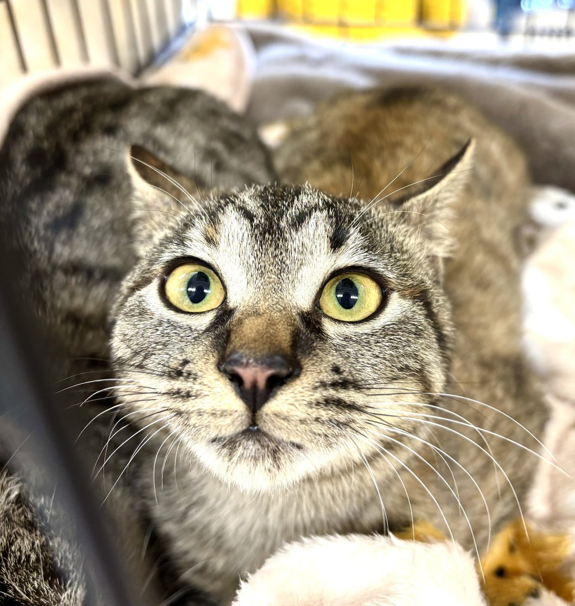 subeneko5656's tweet photo. #拡散希望 

保護猫譲渡会

ぜひ来てください🐾

1月25日（日）
午後1時30分～3時30分
緑生涯学習センター
名古屋市緑区鳴海町本町54
名鉄名古屋本線鳴海駅
下車徒歩5分
※Pあり（1回300円）
周辺コインパーキングあり

かわいいねこちゃんがお待ちしております🐾

#愛知県名古屋市
#保護猫譲渡会
#猫 https://t.co/rLYM6w2fsG