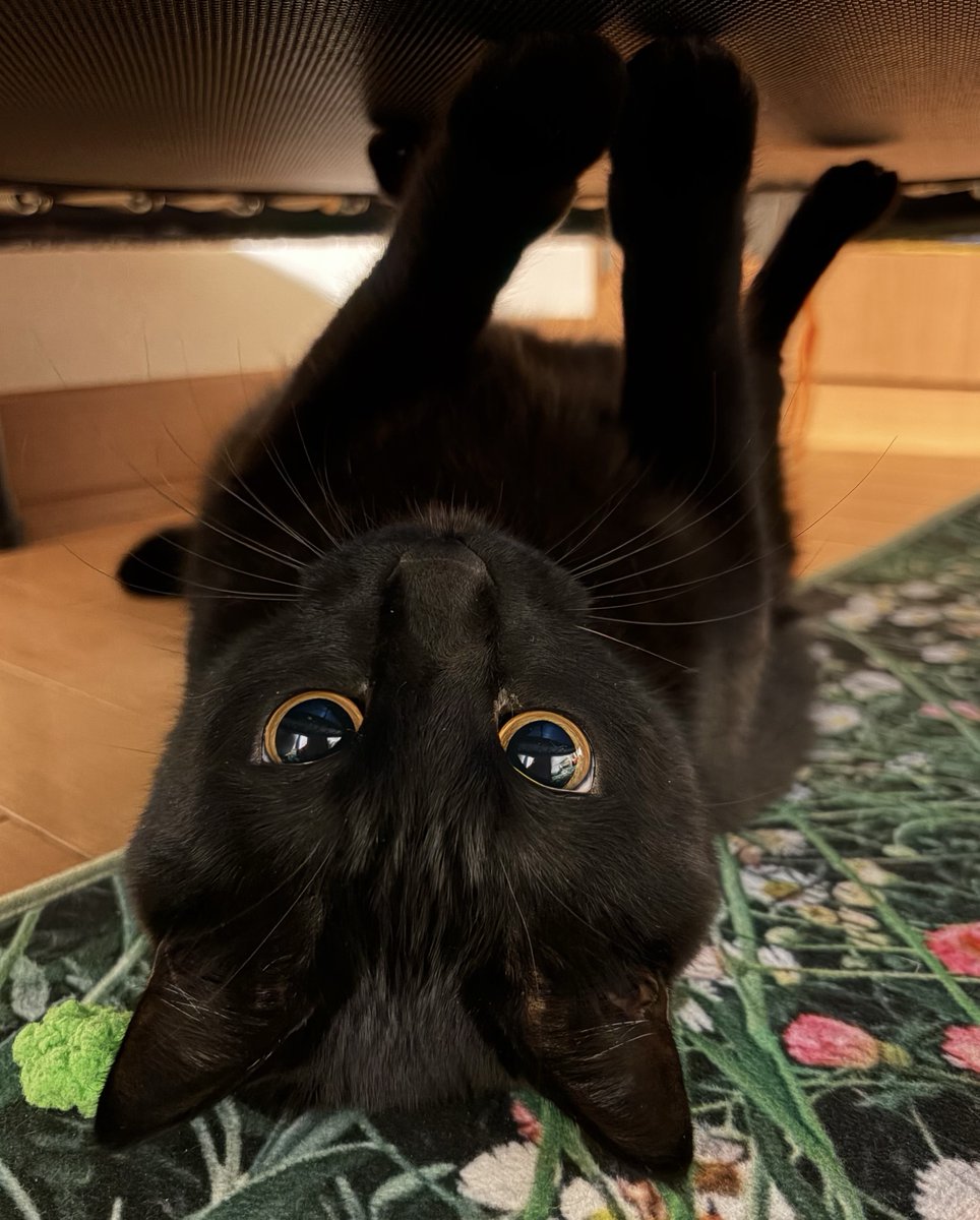 uni_kuroneko's tweet photo. ごろりん。

#黒猫 https://t.co/DQXv6vss9V