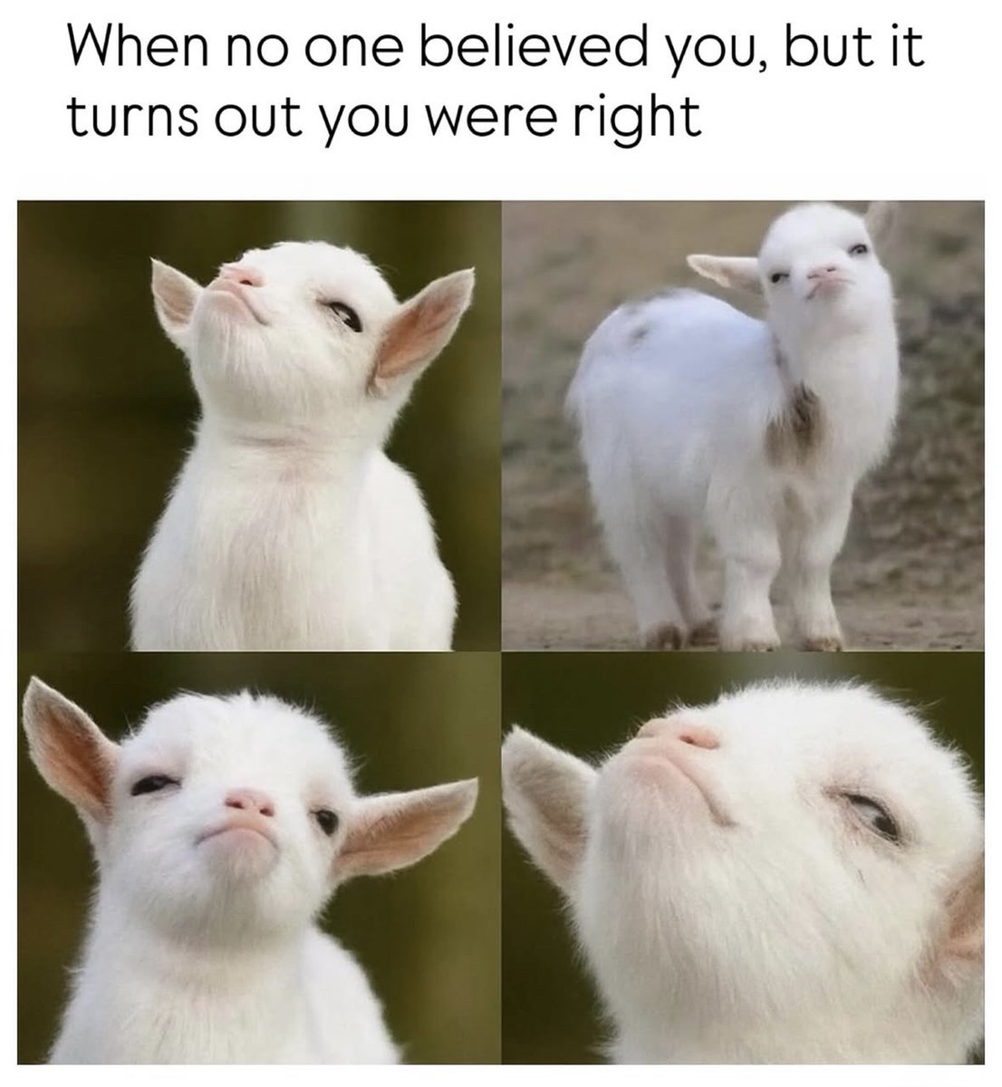 Respectful Memes (@respectfulmemes) on Twitter photo 