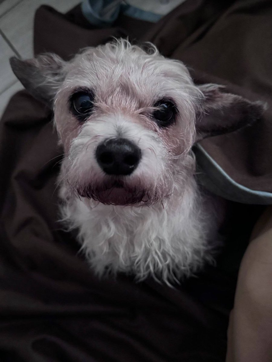 Я токсик,но все ж.
Чудо было найдено в сугробе поедающее корку хлеба. Хозяйке не нужна. Оливка,6-7 лет,привита и стерильна. Очень нежная,ласковая, компаньон. С собаками другими без конфликтов. Москва. Оливочке нужен Человек.  Распространите. Подробности в дм.