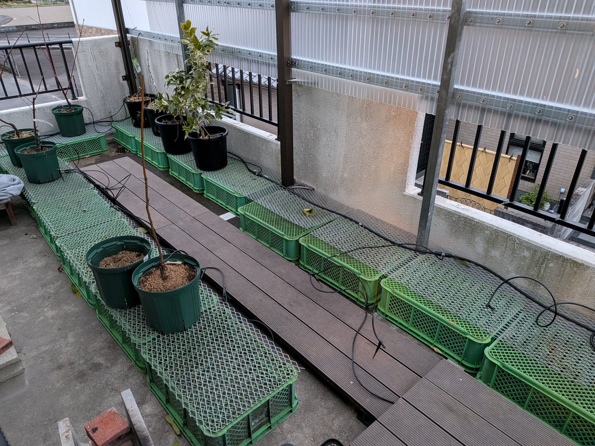 愛しのベランダ果樹ちゃんたち避難完了🤭
部屋を丸ごと何日も占領できるのは独身一人暮らしの強みよー！
ベランダに残ってるのは耐寒性があるやつなんだけど、適当な時に畑に植えてやるべ🧑‍🌾