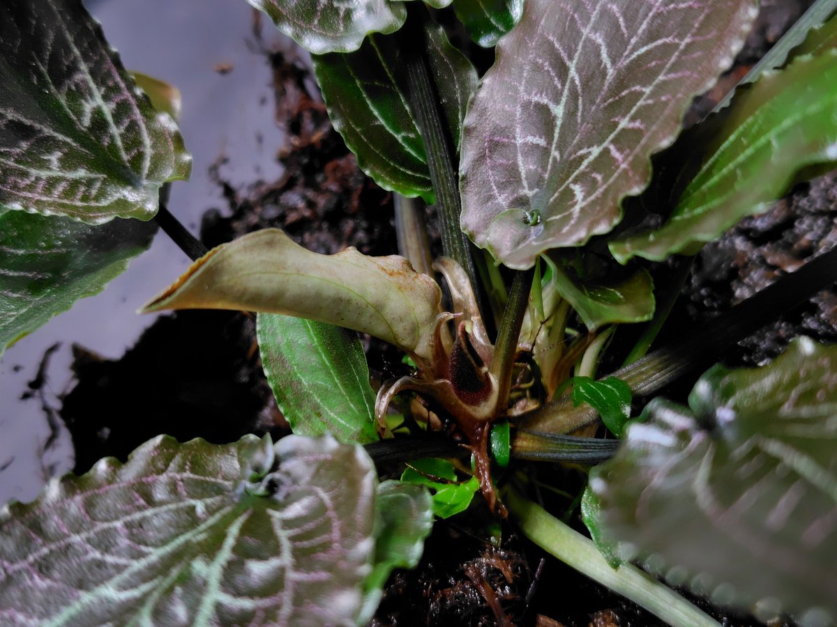 Cryptocoryne sp. Min-2 Philippines 【LA1223-01z】 最近になって