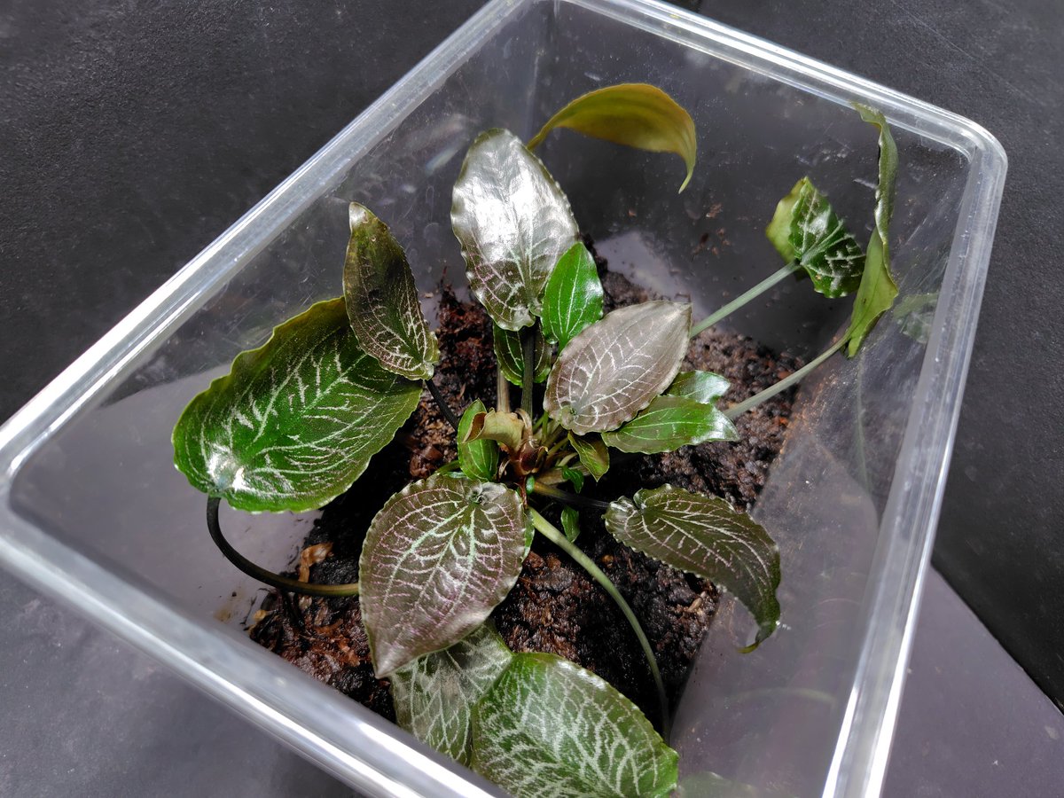 Cryptocoryne sp. Min-2 Philippines 【LA1223-01z】 最近になって