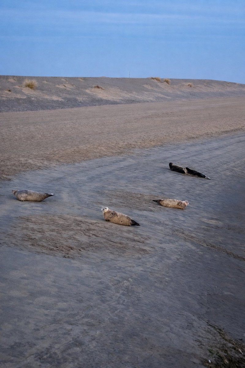 Na Blue Monday komt Zeehond Tuesday. Best toch? Mogge! 😁👍🏻