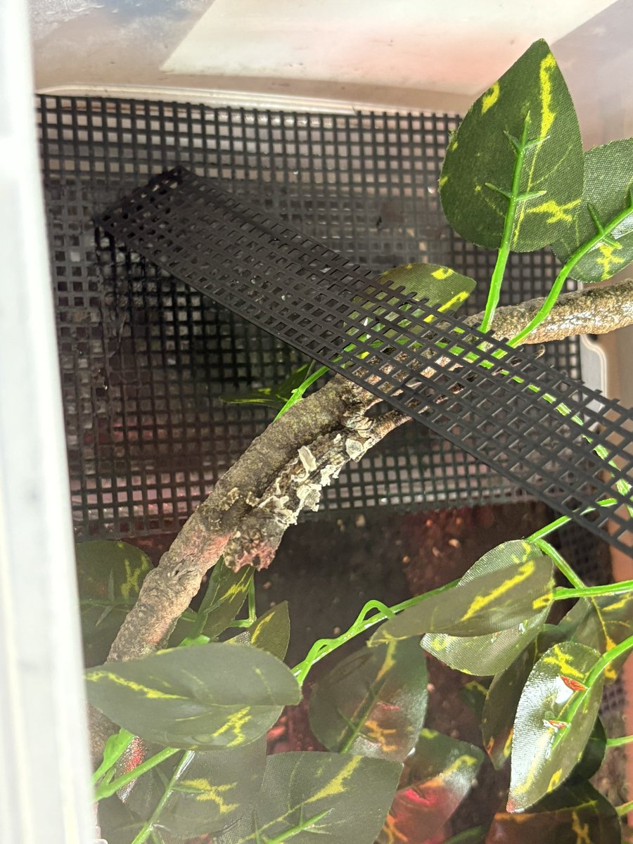 yuma爬虫類ケージ工房 (@hokakenoken) / Posts / X