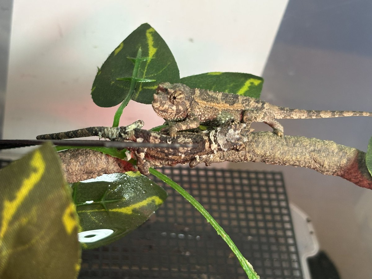 yuma爬虫類ケージ工房 (@hokakenoken) / Posts / X