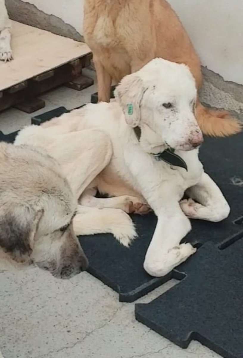 Arkadaslar foça barınagından bu cocugu cıkarmamız lazım evını acacak bahcesınde yer yapacak bırı varmıdır engellı  cocuk orda yasayamaz nolur yardım 
ıletısım 546 812 66 83 
lutfen paylasın 

<a href="/zllktlr/">Zülal Kutluer</a>