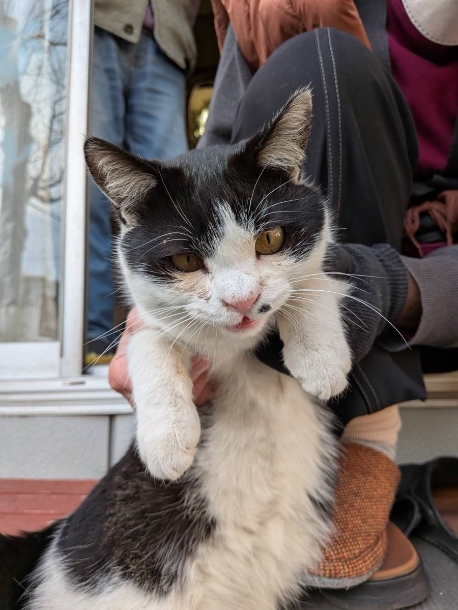 tochigiwannyan's tweet photo. 至急案件🐈️🐈️
栃木県さくら市
迷子猫を保護しました・保護主w様より
蚤取り首輪装着中　1〜3歳♂
無去勢
飼い主様に届け‼️‼️‼️

『これから発情シ―ズンが来ます』
飼い猫・餌やり猫に不妊去勢手術をしてやってくれませんか？
発情し脱走する場合もあります
相談も承ります🩷 https://t.co/gGO3uLskj2