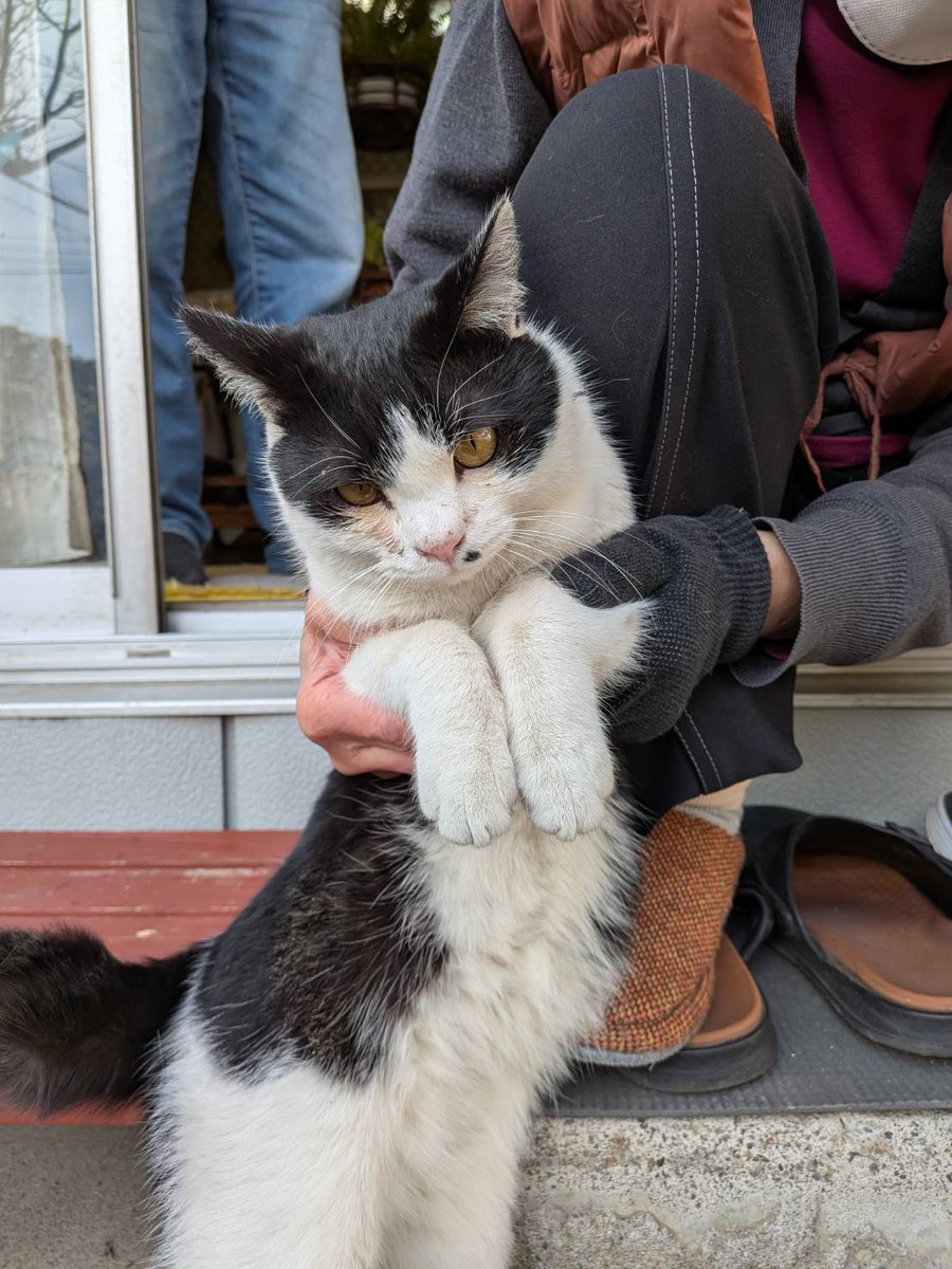 tochigiwannyan's tweet photo. 至急案件🐈️🐈️
栃木県さくら市
迷子猫を保護しました・保護主w様より
蚤取り首輪装着中　1〜3歳♂
無去勢
飼い主様に届け‼️‼️‼️

『これから発情シ―ズンが来ます』
飼い猫・餌やり猫に不妊去勢手術をしてやってくれませんか？
発情し脱走する場合もあります
相談も承ります🩷 https://t.co/gGO3uLskj2