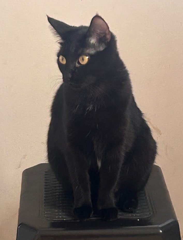 conscienciasoc_'s tweet image. SE BUSCA GATITA PERDIDA

📍Ceibos – Av. Principal, diagonal a Comuna Café

Gatita completamente negra
Responde al nombre Kitty

Por favor, ayúdenme a compartir 
Se ofrece recompensa