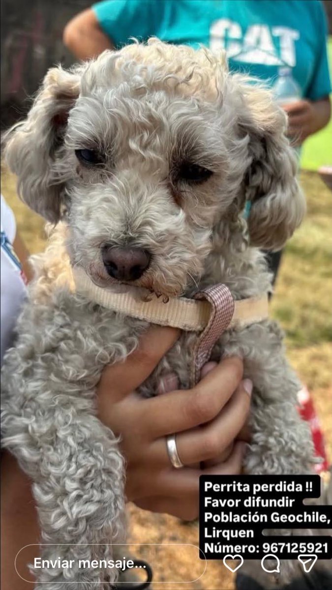 alegriagonzaa's tweet image. 🔴🐶Encontraron está perrita en #Lirquén 

@carolinapinoc @PerrosPlazaHuem