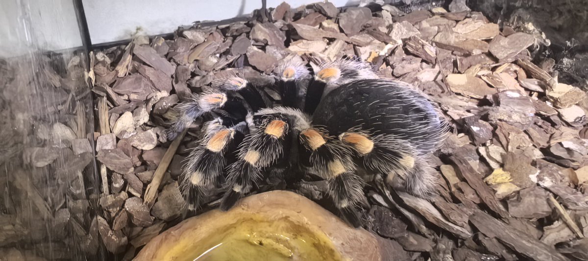 ⭐Санька Волтов⭐ tweet media