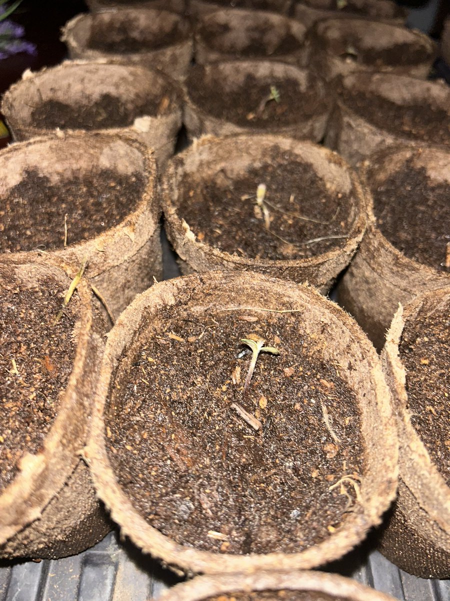 #2026outdoorganjagarden