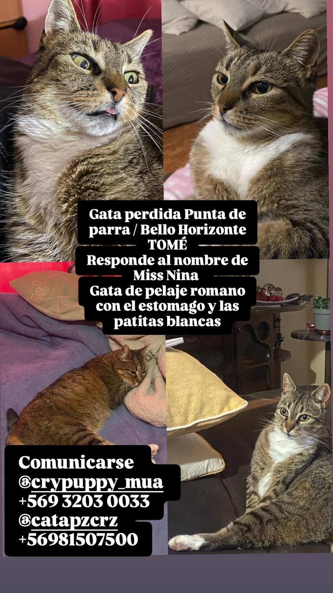 alegriagonzaa's tweet photo. 🔴 #Tomé Se busca a gatita en Punta de Parra. 

@carolinapinoc @PerrosPlazaHuem https://t.co/J7OFNiFO8H