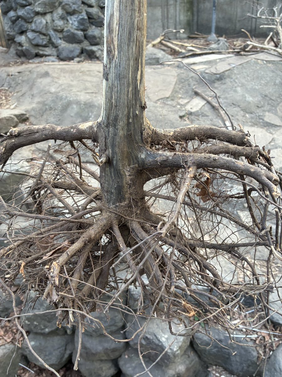 しろか*🦫 (@shirotarosu) / Posts / X