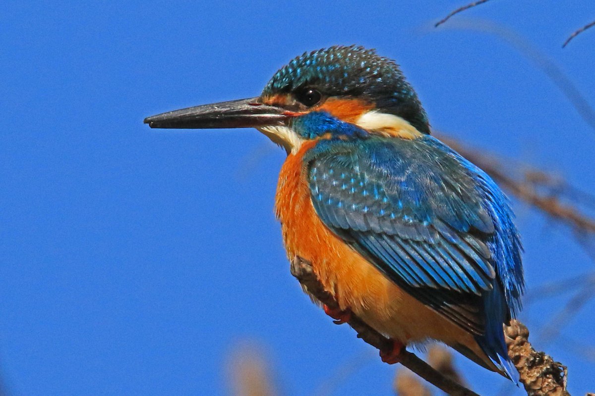 池のほとりの木の枝から、水面をじっと見つめているカワセミ。鋭いハンターのまなざしです(⁠•⁠ө⁠•⁠)⁠