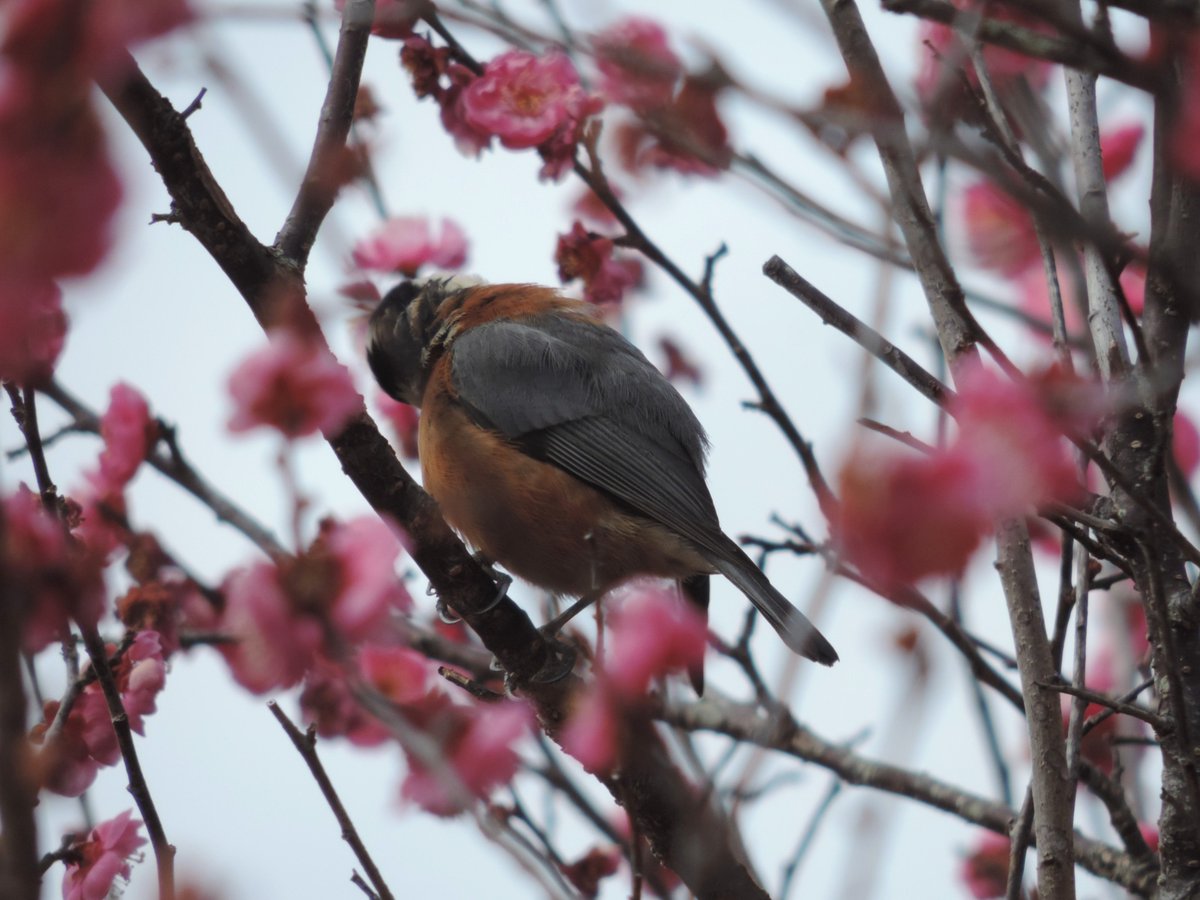 HadanoVC's tweet image. 8時40分の気温10.2度　晴れのち曇り
段々と雲が広がってきましたが、三ノ塔やニノ塔、大山は見えています。
秦野戸川公園内を歩いて来ました。
見頃になってきた紅梅にとまり、羽繕いする #ヤマガラ や、虫？を足でおさえながら突く #シジュウカラ などを観察しました。