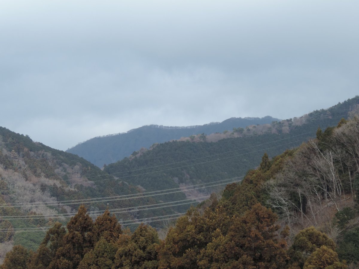 HadanoVC's tweet image. 8時40分の気温10.2度　晴れのち曇り
段々と雲が広がってきましたが、三ノ塔やニノ塔、大山は見えています。
秦野戸川公園内を歩いて来ました。
見頃になってきた紅梅にとまり、羽繕いする #ヤマガラ や、虫？を足でおさえながら突く #シジュウカラ などを観察しました。