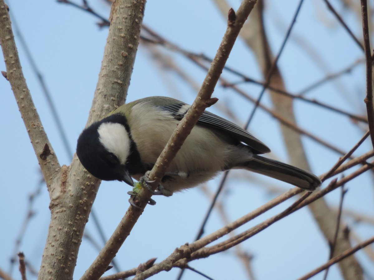 HadanoVC's tweet image. 8時40分の気温10.2度　晴れのち曇り
段々と雲が広がってきましたが、三ノ塔やニノ塔、大山は見えています。
秦野戸川公園内を歩いて来ました。
見頃になってきた紅梅にとまり、羽繕いする #ヤマガラ や、虫？を足でおさえながら突く #シジュウカラ などを観察しました。
