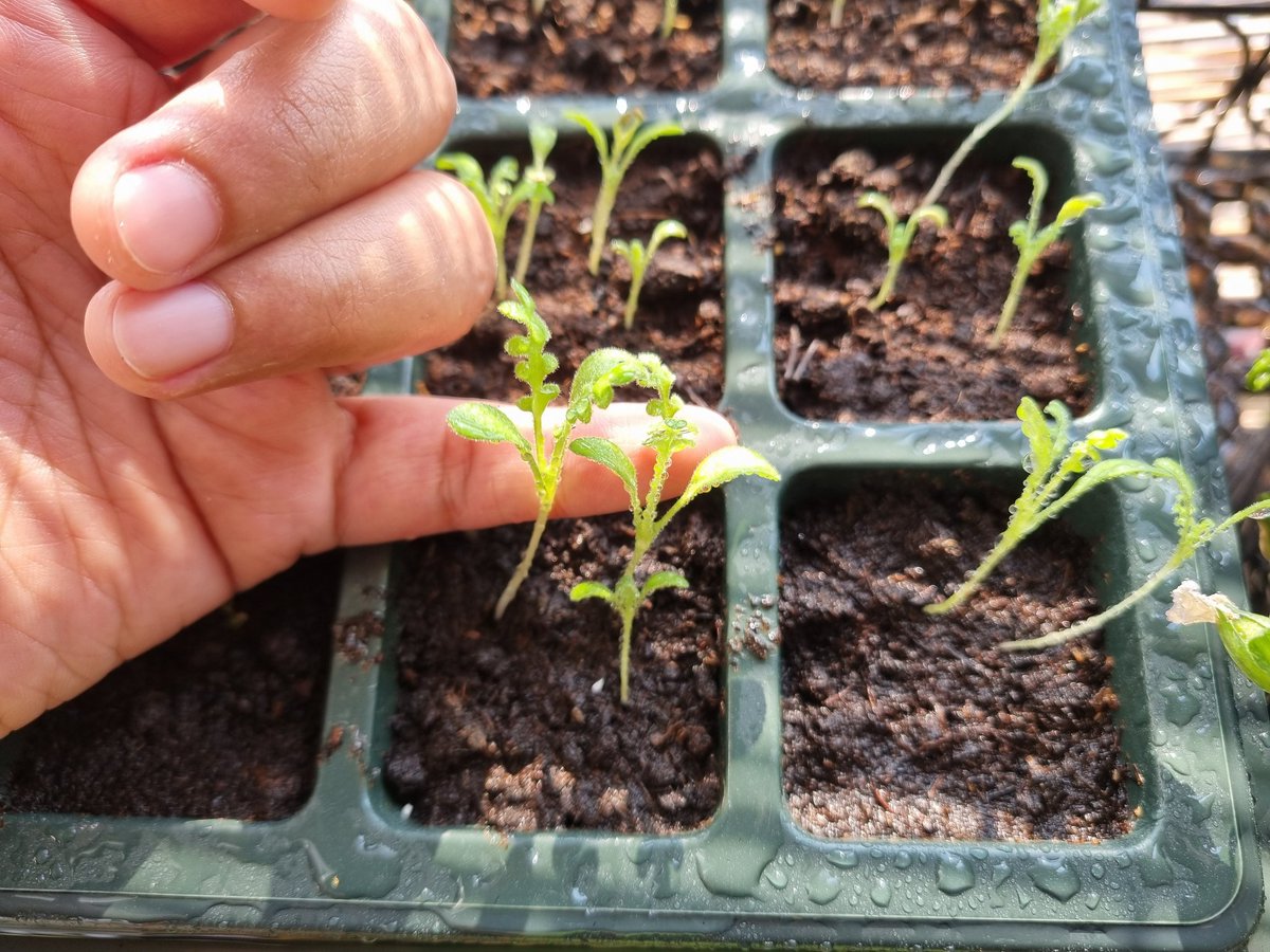 คืนนี้เวลา 2 ทุ่มตรง
พบกันกับทุ่งดอกหญ้าจันทร์ครามกันนะคะ 🌿

เราตั้งใจทำมากๆเลย

ส่วน Baby blue eyes ที่เป็นต้นแบบดอกหญ้าจันทร์คราม น้องงอกใบจริงออกมาแล้วค่ะ เสียดายที่ดอกบานไม่ทัน ไม่งั้นจะเอามาถ่ายรูปคู่กันเลย 💙