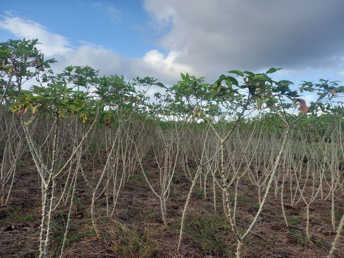 En el polo productivo de San Alberto, en Amancio, las siembras avanzan y se diversifican #LasTunas #PorLasTunasLaVictoria #SíSePuede #PorUn26EnEl26