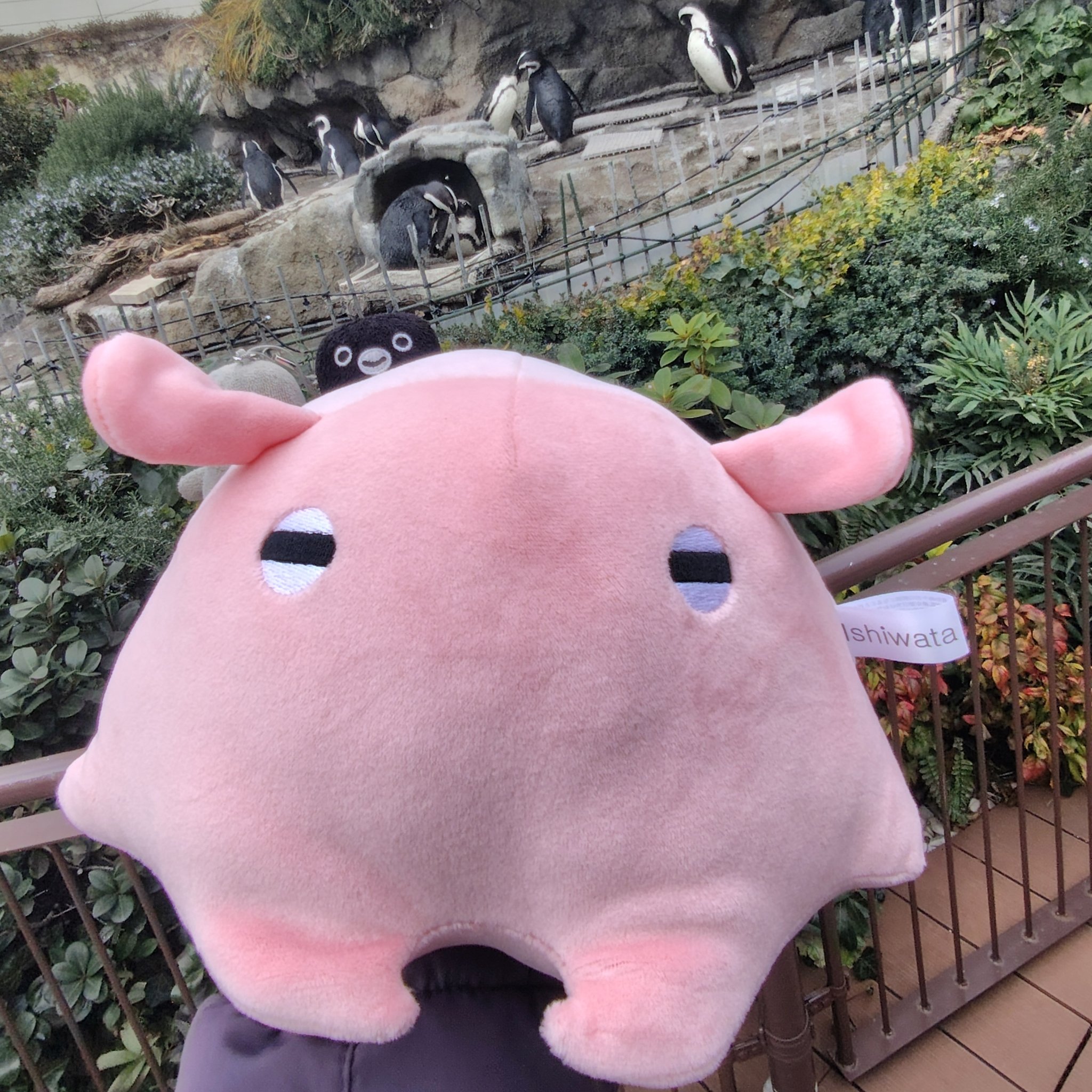 池袋サンシャイン水族館　ぬいぐるみくじ　A賞　メンダコ G_FHPWRWMAAAHhy.jpg:large