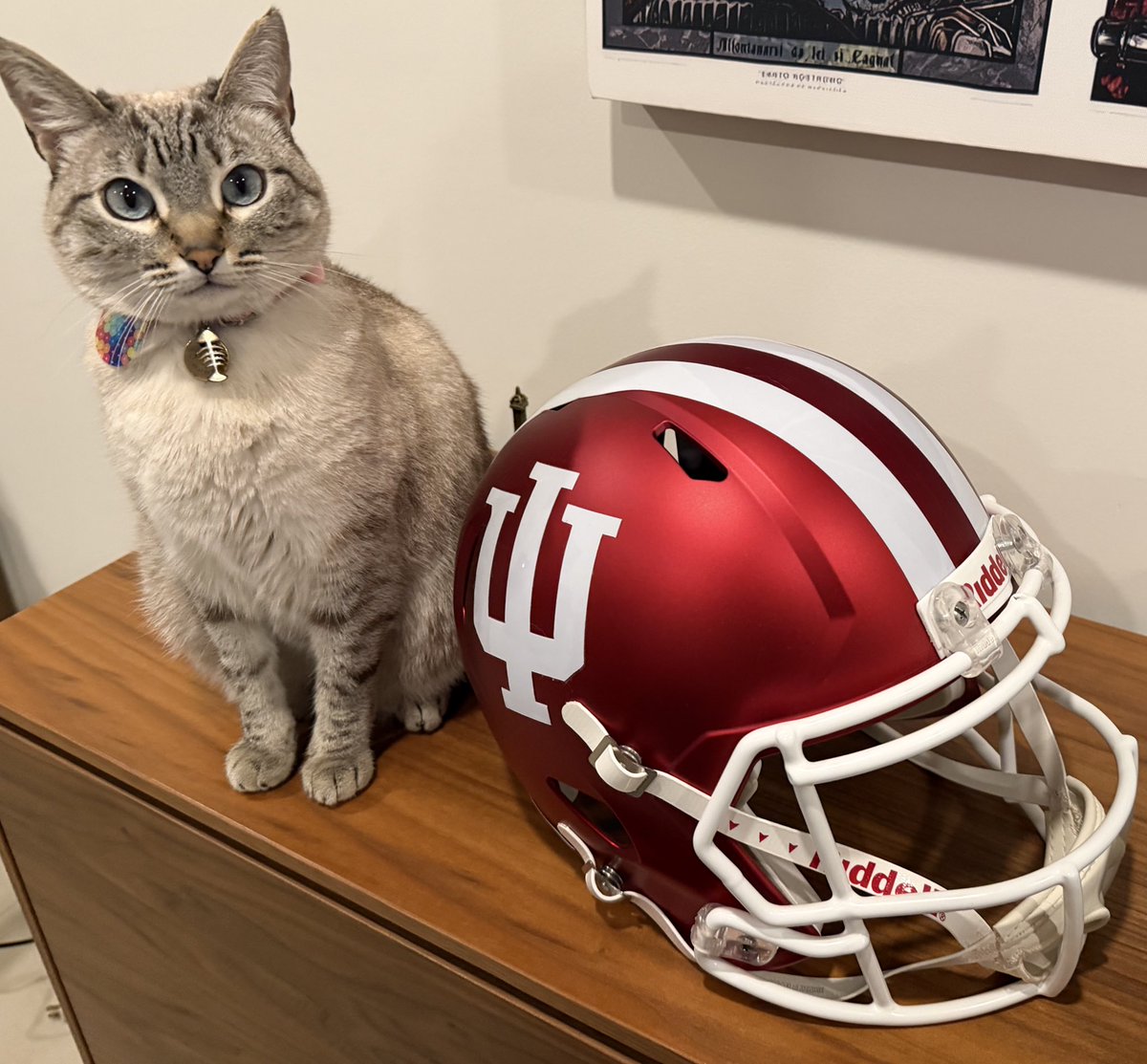 Catalina Rabbit orgullosa de su equipo campeón de toda la vida #NeverDaunted #IndianaHoosiers