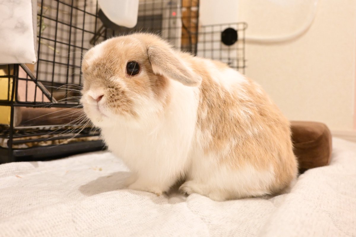 chaitter_now's tweet image. ←５年前　現在→

エケチェン化している‥？