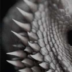 Charlie Weasley. tweet media