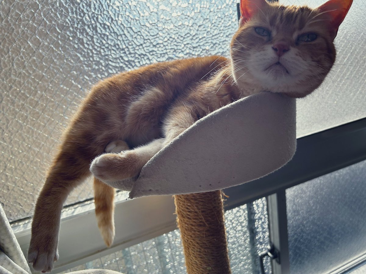 舜/ the FUZZBOX (@shun_thefuzzbox) / Posts / X