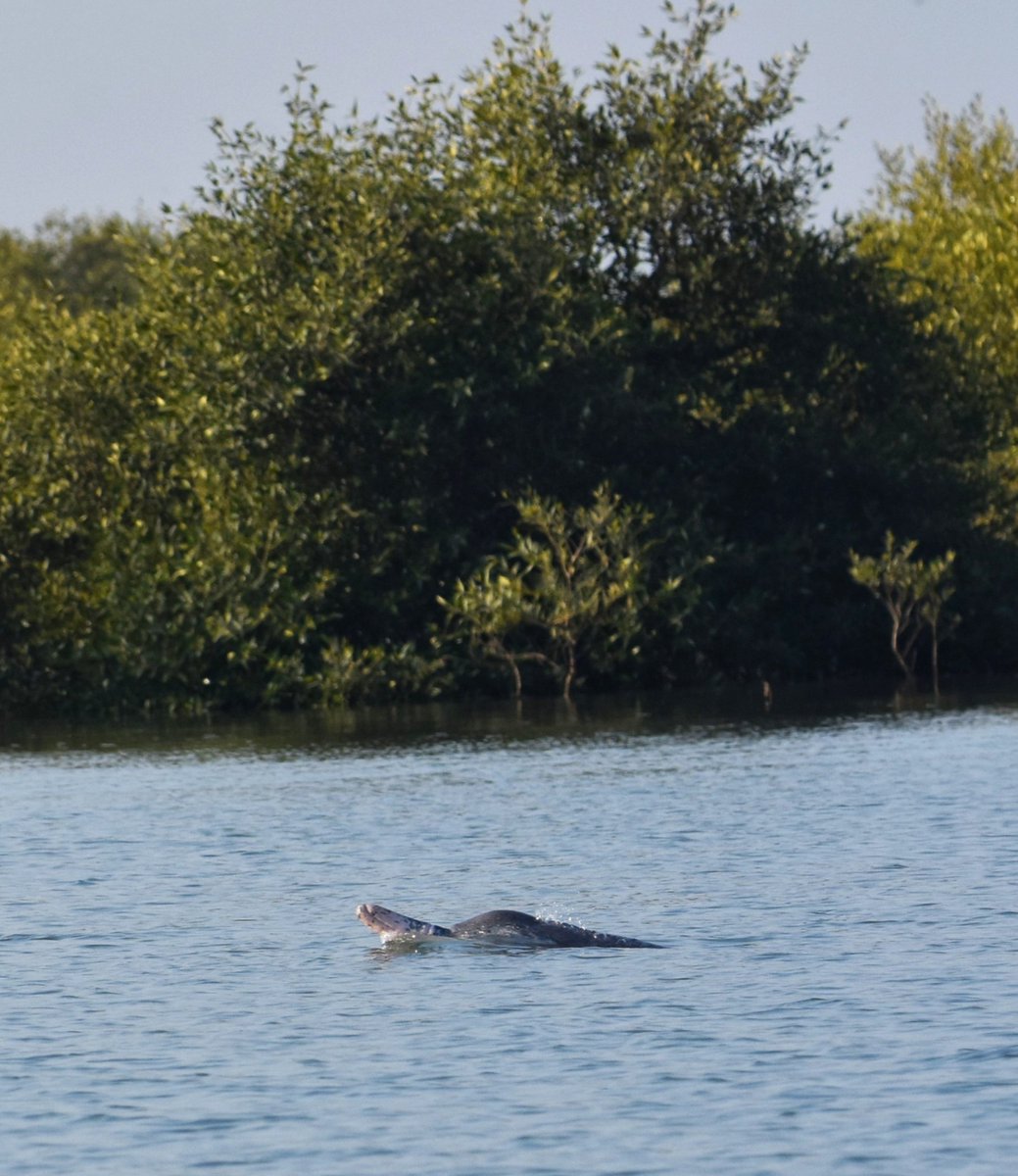 syedrizwanmehb1's tweet photo. Mangrove restoration is one biodiversity success story that Pakistan can be rightly proud of🎉

Decades of hard work by Sindh Forest Dept (&amp; Balochistan Forest Dept) have brought back life to Arabian Sea Creeks with lush green Mangroves;now daily playground for Humpback Dolphins https://t.co/77pv4s66UK
