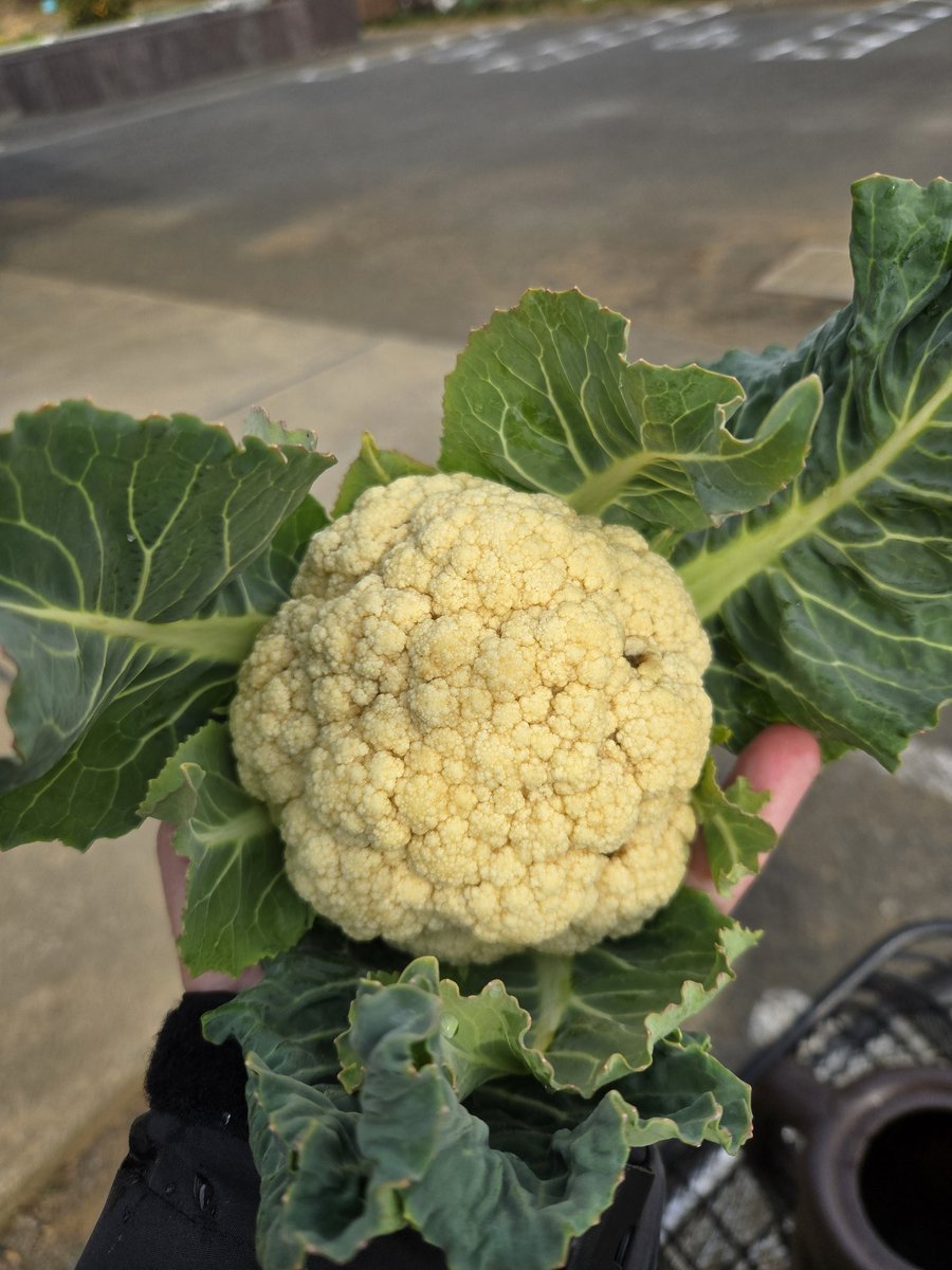 _sr7a's tweet image. ミニカリフラワー収穫～
今日はサラダにしよう

後2個は後日収穫