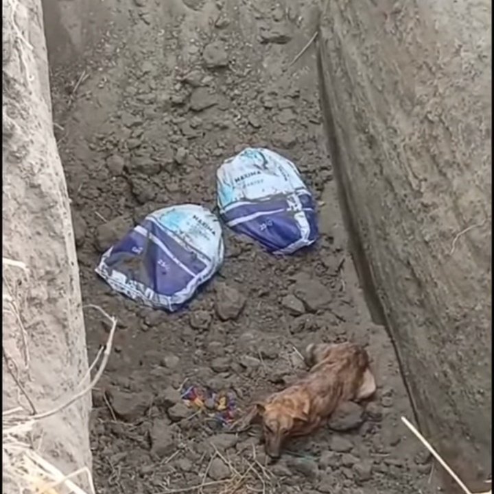 #Ecuador Enterrados vivos en Camaronera de Puná, relata Movimiento Conciencia Animal Machala, así de grave es la situación. Definitivamente, las autoridades NO están en sintonía con la enorme indignación ciudadana. Les vale! Espantoso, macabro, repugnante miseria humana. Malditos