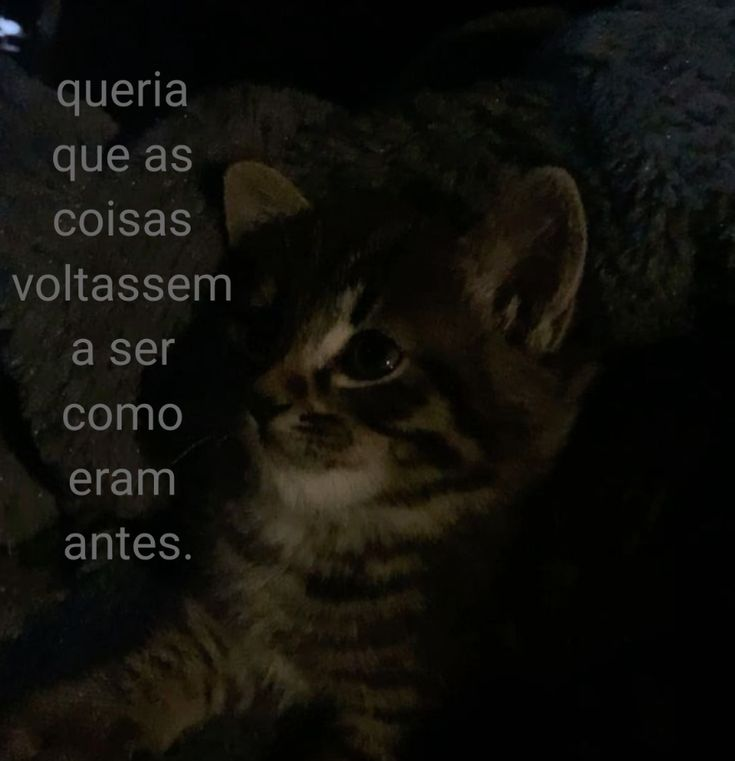 perfil dedicado a gatinhos e peitos (@odeiootaco) on Twitter photo 
