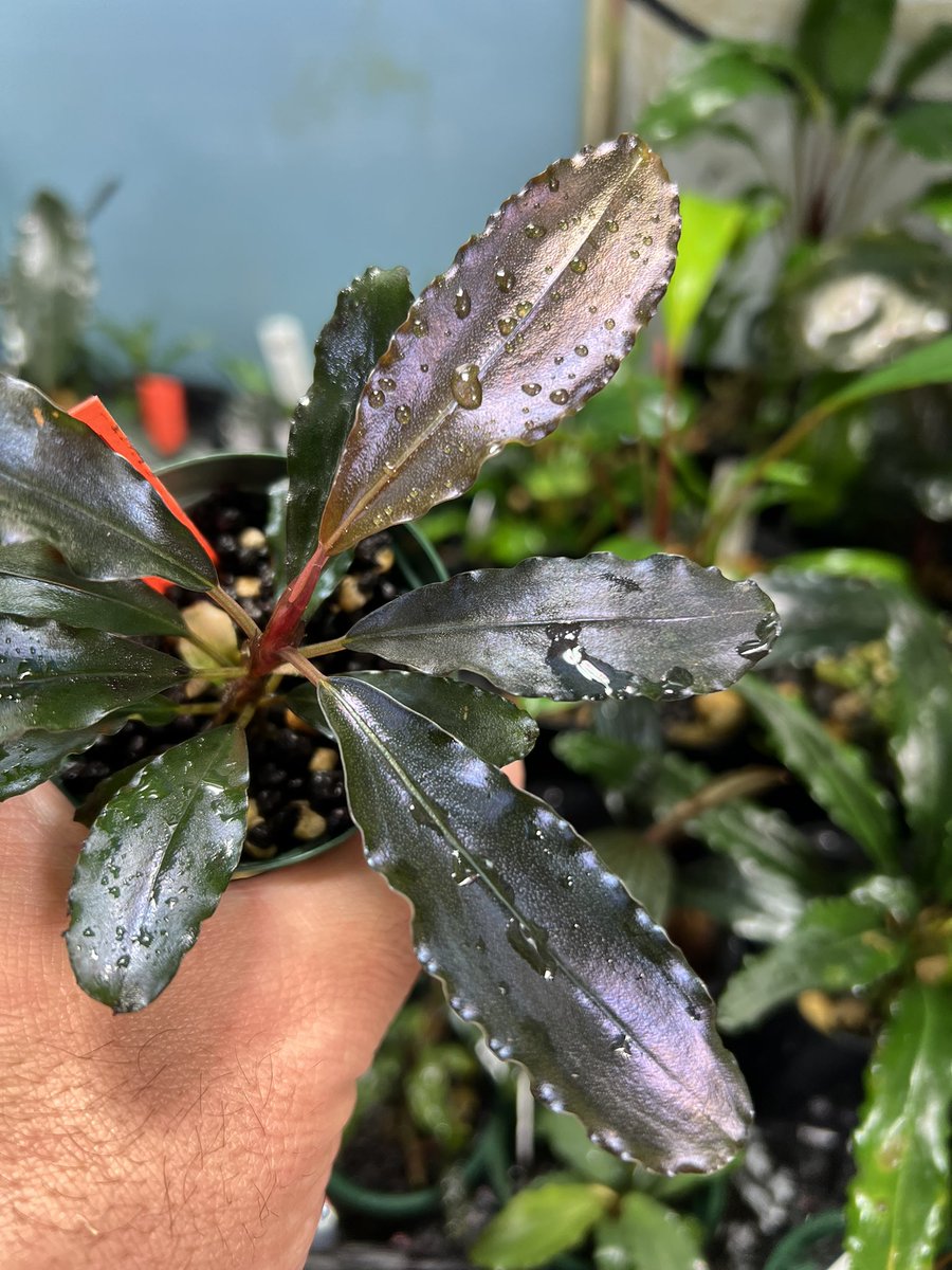 ﾌﾞｾﾌｧﾗﾝﾄﾞﾗ